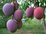 Mangos der Sorte Tommy Atkins (Foto: Asit K. Ghosh, cc-by-sa 3.0)