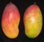 Mangos der Sorte Valencia Pride (Foto: Asit K. Ghosh, cc-by-sa 3.0)